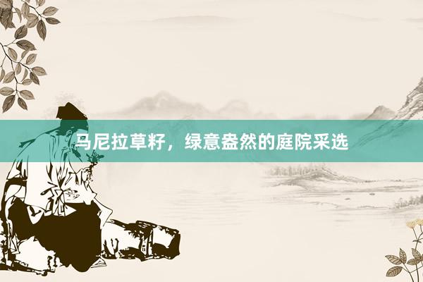 马尼拉草籽，绿意盎然的庭院采选